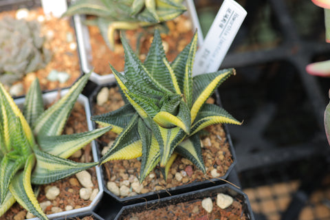 Haworthia limifolia f.variegata 琉璃殿锦