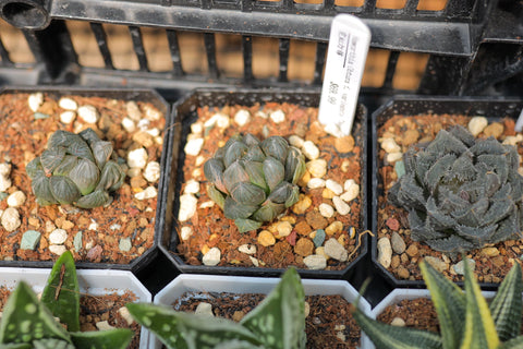 Haworthia Obtusa f. variegata "Neon Lights" 霓虹灯锦