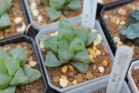 Haworthia pygmaea 'Ice City' 冰城寿