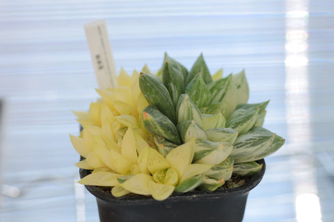 Haworthia cymbiformis var.triebnet poelln 宝草锦