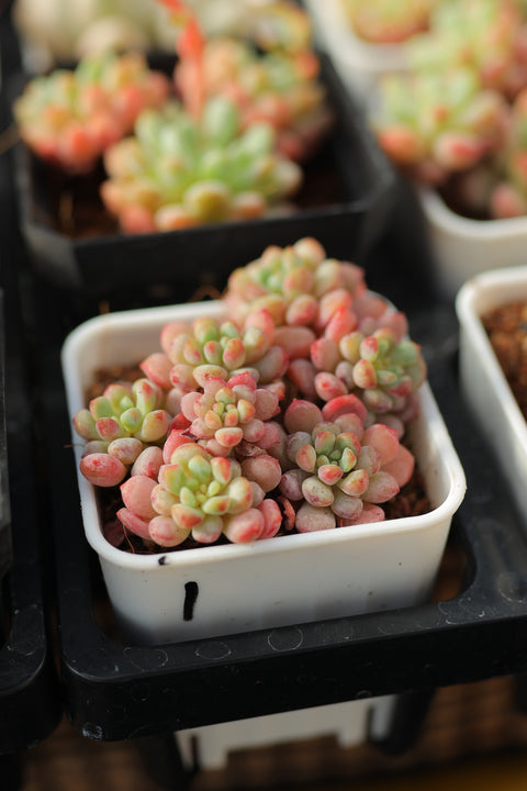 Echeveria Red Egg 小红蛋