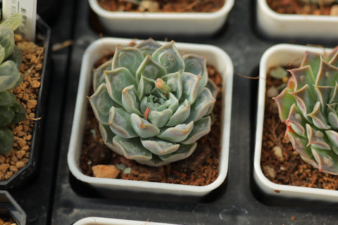 Echeveria ‘Heart Choice’ 瘤财