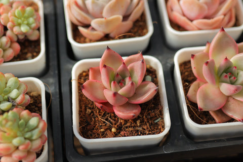 Echeveria agavoides 'Romeo' 罗密欧