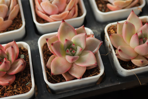 Echeveria agavoides 'Romeo' 罗密欧