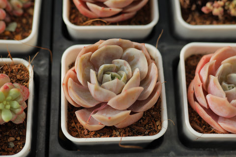 Echeveria 'Blue Surprise' 蓝色惊喜