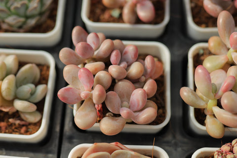 Graptopetalum Amethystinum 桃蛋