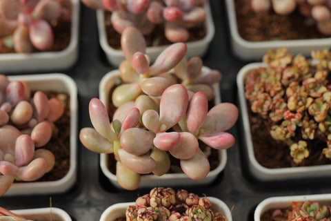 Graptopetalum Amethystinum 桃蛋