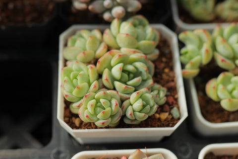 Sedeveria 'Pudgy' 香草比斯