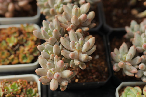 Pachyphytum 'Baby finger' 婴儿手指