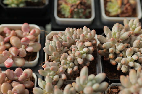 Pachyphytum 'Baby finger' 婴儿手指