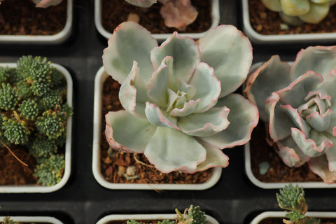 Echeveria 'Berkeley Light' 伯克利锦