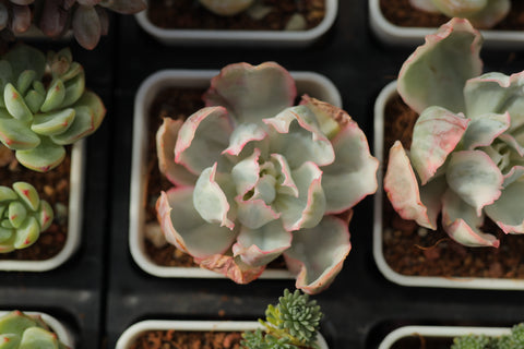 Echeveria 'Berkeley Light' 伯克利锦