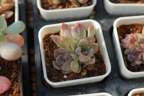 Echeveria Baroque 巴洛克