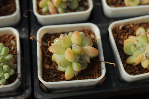 Echeveria 'Ice green' 冰玉