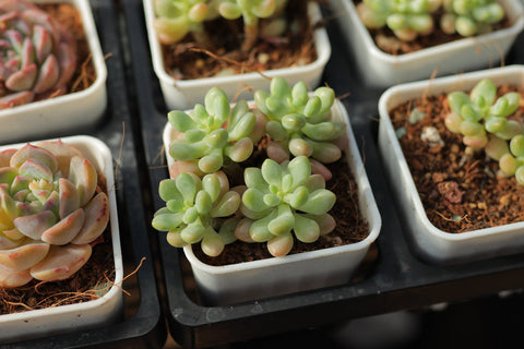 Pachyveria 'Bubble Candy' 泡泡糖