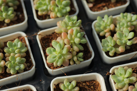 Pachyveria 'Bubble Candy' 泡泡糖