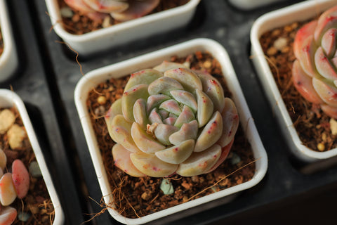 Echeveria 'Pink Diamond' 粉钻
