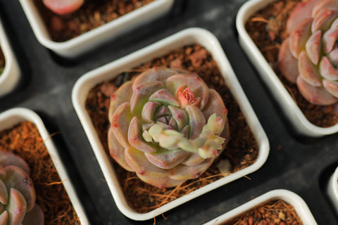 Echeveria 'Pink Diamond' 粉钻