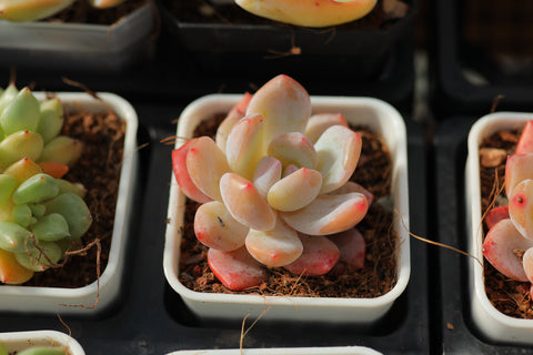 Echeveria 'Crystal Orange' 冰糖橙