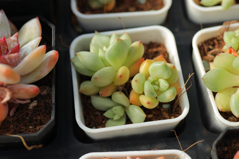 Echeveria 'J.C. Van Keppel' 黄金象牙