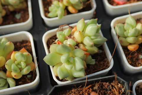 Echeveria 'J.C. Van Keppel' 黄金象牙