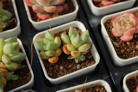 Echeveria 'J.C. Van Keppel' 黄金象牙
