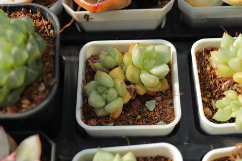 Echeveria 'J.C. Van Keppel' 黄金象牙