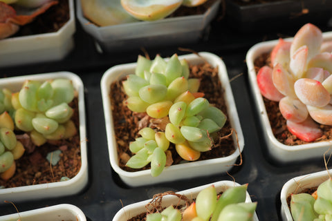 Echeveria 'J.C. Van Keppel' 黄金象牙