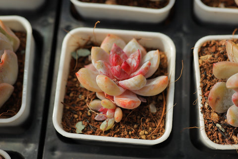 Echeveria 'Snow Angel' 雪天使