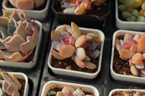 Echeveria 'Snow Angel' 雪天使