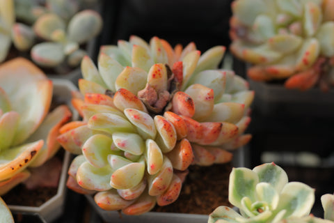 Echeveria 'Orange Monroe' 橙梦露