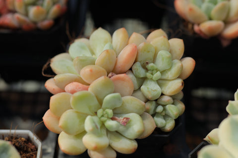Graptosedum miul 洛神