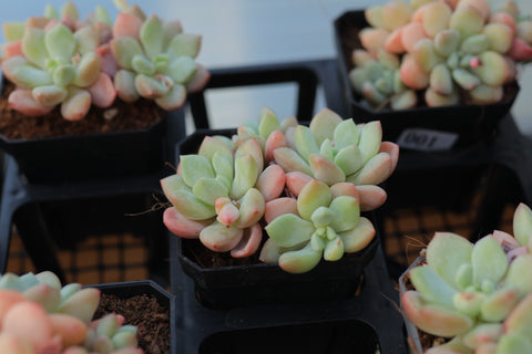 Graptosedum miul 洛神