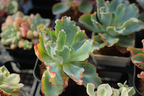 Echeveria Aquarius 水瓶座