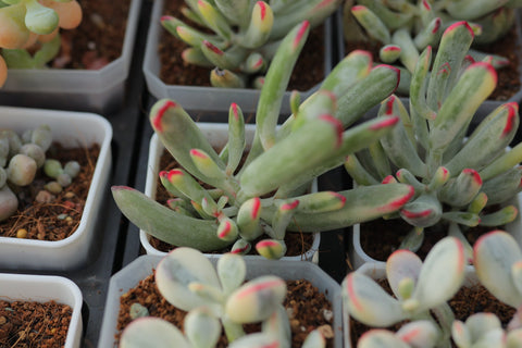 Cotyledon Orbiculata cv. Long Leaf Variegated 棒叶福娘锦