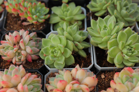 Echeveria 'Amazing Grace'  恩宠