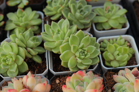 Echeveria 'Amazing Grace'  恩宠