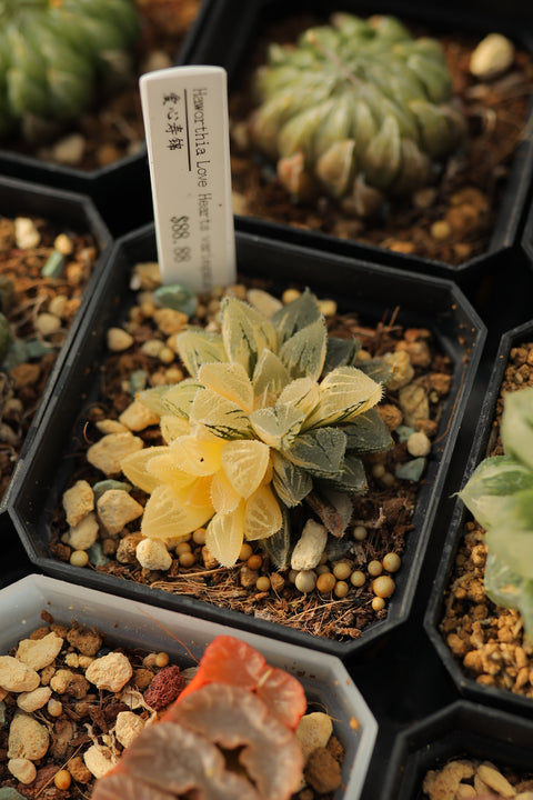 Haworthia ‘Love Hearts’ variegata 爱心寿锦