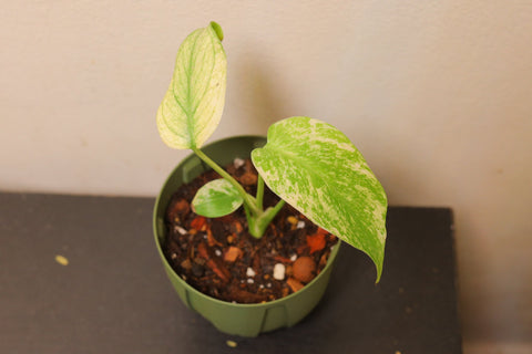 Monstera deliciosa 'White Monster' 白怪兽龟背竹