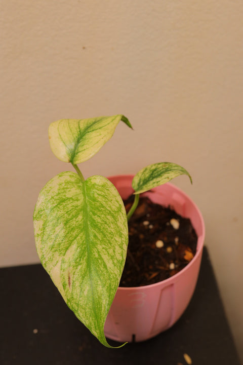 Monstera deliciosa 'White Monster' 白怪兽龟背竹
