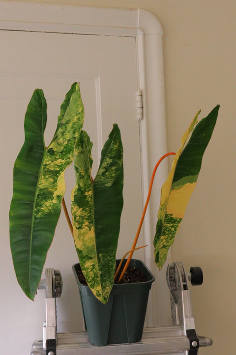 Philodendron billitiae Variegated 橙柄蔓绿绒锦