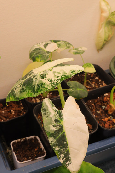 Alocasia Frydek Variegated 白锦天鹅绒海芋