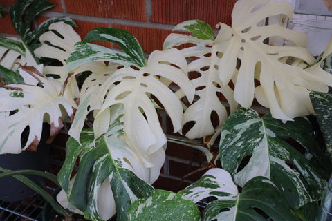 Monstera Albo Borsigiana 白锦龟背竹