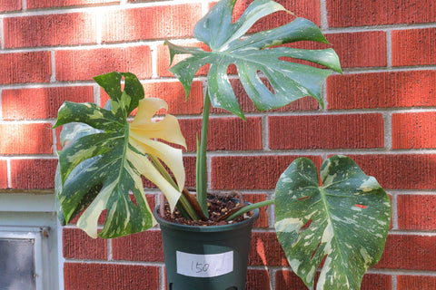Monstera deliciosa 'Thai Constellation' 洒金龟背竹