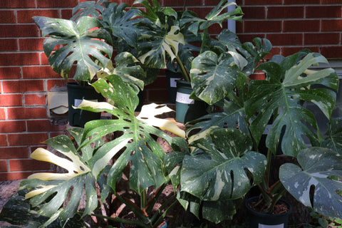 Monstera deliciosa 'Thai Constellation' 洒金龟背竹