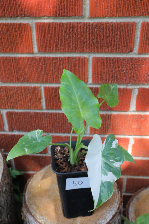 Alocasia odora 'Okinawa Silver' 冲绳银海芋