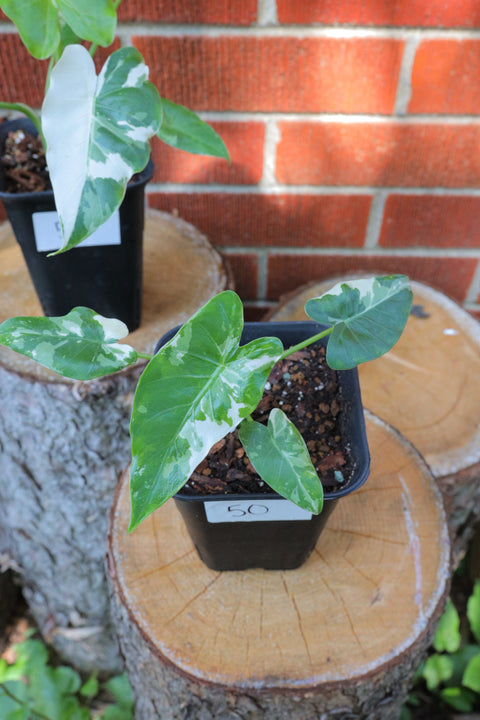 Alocasia odora 'Okinawa Silver' 冲绳银海芋
