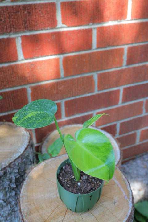 Monstera deliciosa Aurea 黄锦龟背竹