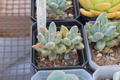 Pachyphytum Chiseled Stones 乌拉克拉