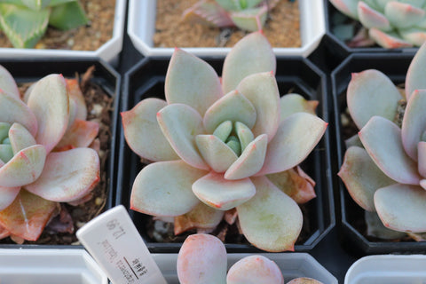 Echeveria 'Champagne' 香槟